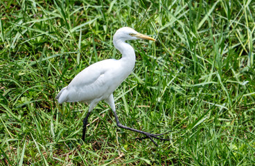 a white bird is walking through a field of grass