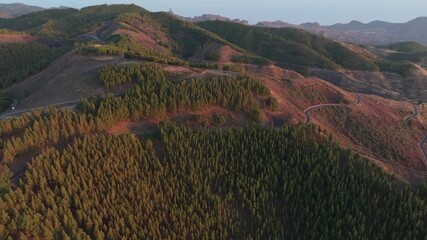 Wall Mural - winding road through pine trees in caldera de los pinos de galdar at sunset, gran canaria, canary is