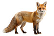 © vStock - Red fox with bushy tail on white background
