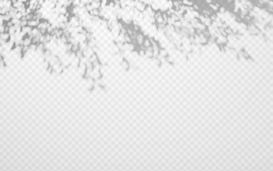 Wall Mural - abstract shadow overlay from tree branch on a transparent background.