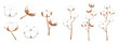 © MVshop - Set of white cotton in cartoon style. Vector illustration of beautiful brown branches with cotton flowers of different shapes and sizes isolated on white background. Textile, soft, fluffy fibers.