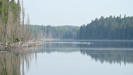 Wall Mural - Person in the distance paddling a canoe slowly towards the camera on a calm lake in the morning
