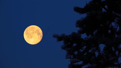 Wall Mural - full moon with stars, planets and tree silhouettes.