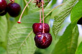 Overripe cherries Prunus avium Kirsche, two split cherries on tree branch showing decay and natural aging process