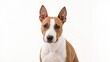 © Emin - Bull terrier miniature breed displayed on a white background