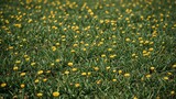 Wide natural prairie covered with little yellow flowers and low vegetation