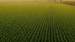 © AImmersive Imagery - Aerial perspective of vast green corn plantations