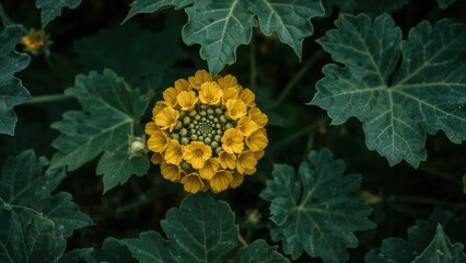 Wall Mural - Melon vine showcasing bright yellow flowers amidst green leaves
