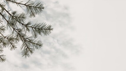 Wall Mural - Faint, misty outlines of conifer branches appear on a white canvas, establishing a peaceful and understated arrangement. Nature-themed setting.
