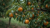 Rows of persimmon trees in a fruit orchard