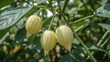 © Rizvan - Wild Physalis angulata plant with ripe fruits in the outdoor garden