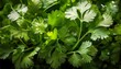 © Crystal - fresh green coriander leaves captured up close highlighting their texture and freshness the leaves are vibrant creating a refreshing aesthetic