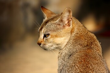 portrait of a cat
