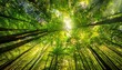 © Halee - lush green forest canopy with sunlight filtering through leaves