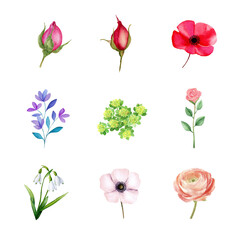 Wall Mural - a vibrant collection of various watercolor flowers showcasing nature's beauty. flower isolated on wh