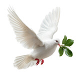 White dove in flight, holding sprig