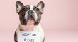 © Bakha - Adorable french bulldog sitting with hopeful eyes wearing sign asking for adoption against pastel pink background cute dog waiting for new home and loving family