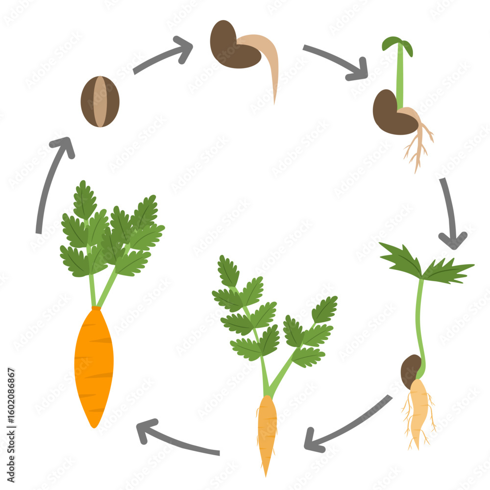 Educational illustration showing the life cycle of a carrot plant from ...
