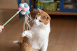 © rai - おもちゃで遊ぶ猫　茶トラ白