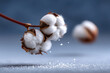 © Clemency - Fluffy white cotton boll on branch, soft blue background