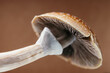 © YARphotographer - Magic mushroom underside – gills, spores and psilocybin stain