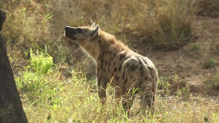 Wall Mural - Wide shot of a spotted hyena looking up into a tree before walking away, Greater Kruger.