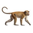 © Jimmy - Macaque monkey walking with tail up and  side profile animal study and  realistic primate anatomy and  isolated white background Batch  realistic clean bright simple modern stock image isolated on pla