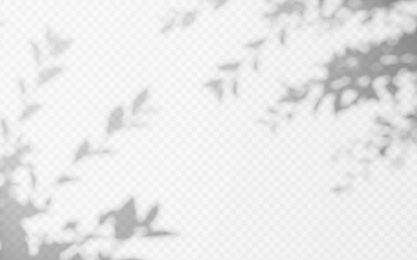 Wall Mural - abstract shadow overlay from foliage tree branch on a transparent background.