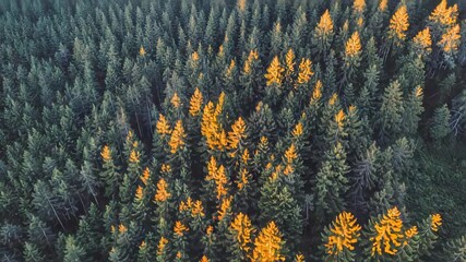 Wall Mural - Vibrant Autumn Canopy: Aerial View of Forest in Fall Colors for Nature Poster Design