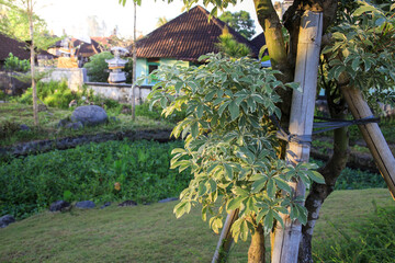 Wall Mural - a tree with green leaves and a brown trunk is growing next to a house