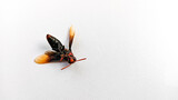 A close-up photo of a dead wasp lying on its back against a clean white surface, showcasing its sharp orange wings and antennae in striking detail.