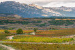 © yaqui_villegas - Structured vineyard fields in La Rioja glowing with autumn colors, arranged in curved agricultural lines across warm rural terrain and scenic topographic contrast.