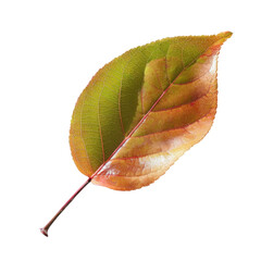 close-up of a vibrant autumn leaf