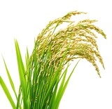 Rice grain, isolated on a white background
