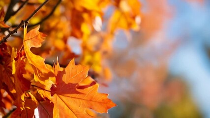 Wall Mural - Vibrant autumn maple leaves with golden sunlight. Perfect for seasonal change, fall beauty, and natural cycle representation.