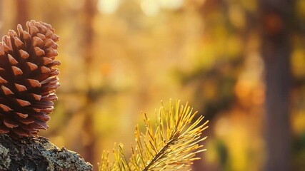Wall Mural - Pine cone and needles in golden autumn sunlight. Ideal for seasonal decorations and nature-themed marketing campaigns.