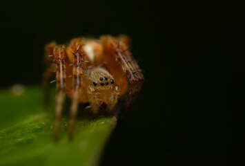 Wall Mural - Spider. Close up nature. Nature background. 