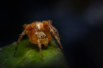Wall Mural - Spider. Close up nature. Nature background. 