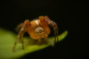 Wall Mural - Spider. Close up nature. Nature background. 