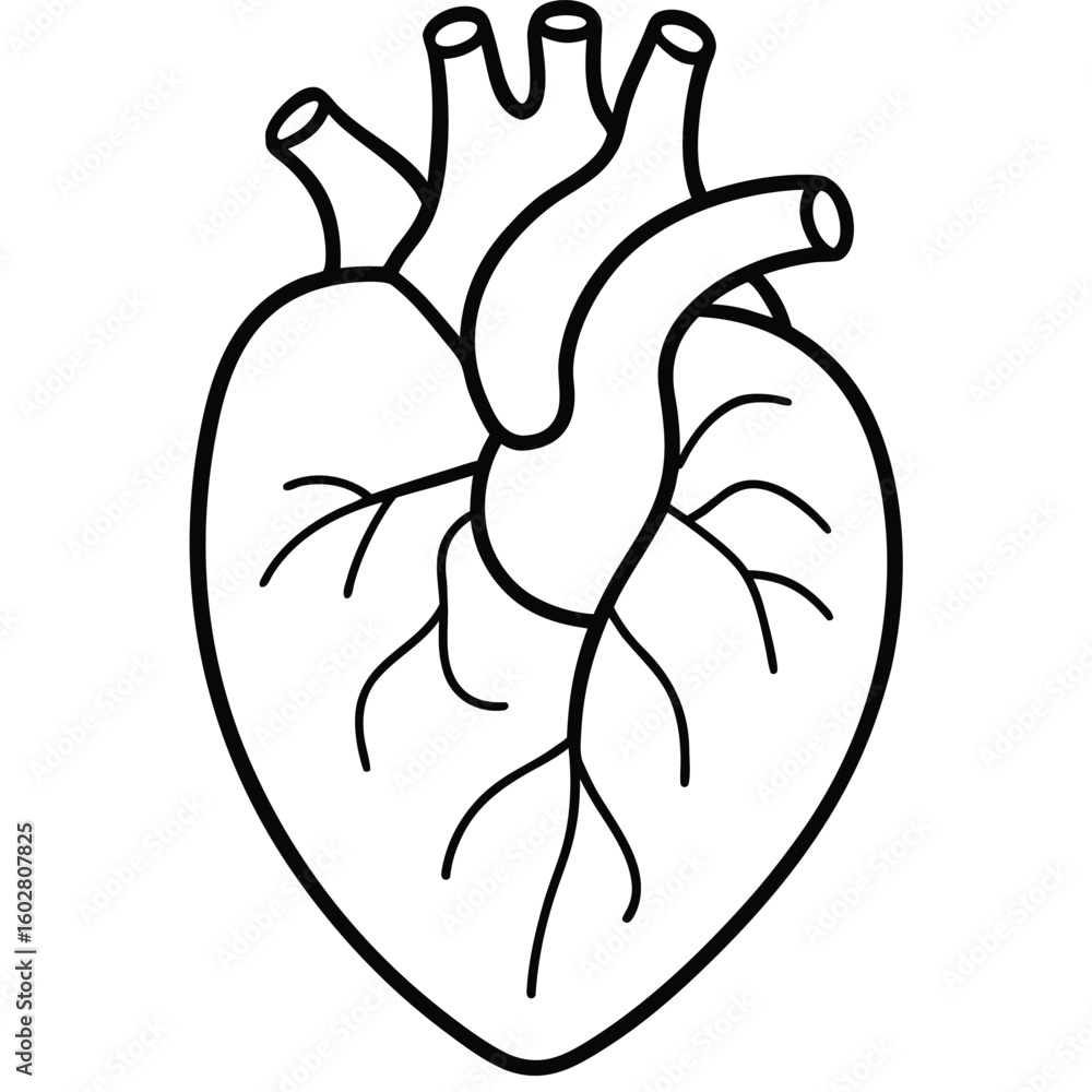 Anatomical heart illustration a simple black and white outline drawing ...