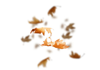 Wall Mural - leaf falling isolated autumn background