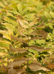 Wall Mural - A bunch of yellow leaves on a plant