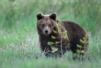 Wall Mural - Wild brown bear cub ( Ursus arctos )