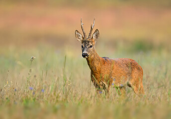 Wall Mural - Roe deer male ( Capreolus capreolus )