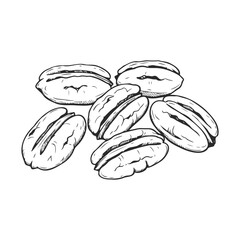 Wall Mural - Hand-drawn illustration of cracked pecans on a white background – stock vector icon in line style