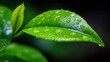 © Luvencia - Cognitive enhancement concepts, Vibrant green leaves adorned with water droplets, showcasing nature's freshness.