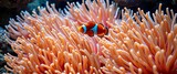 Clownfish playfully darting among vibrant sea anemone tentacles in a coral reef, clownfish,  cnidarian