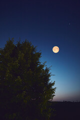 Wall Mural - full moon with stars, planets and rural countryside tree silhouettes.