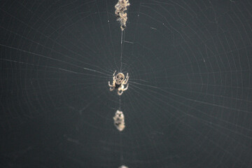 spider on web