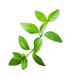 © Domba - Close-up of a sprig of vibrant green leaves